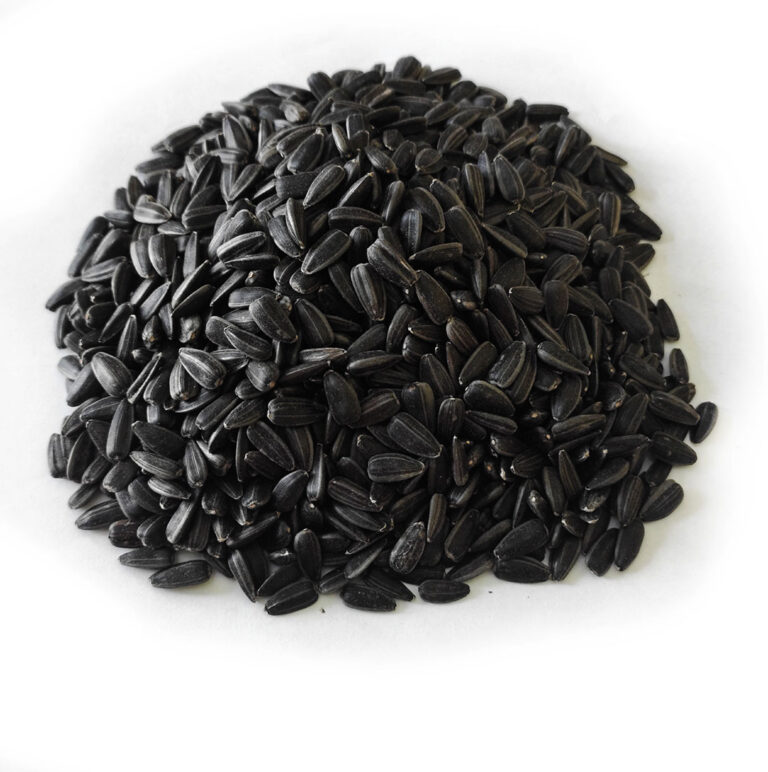 Black Sunflower Seed (cy)