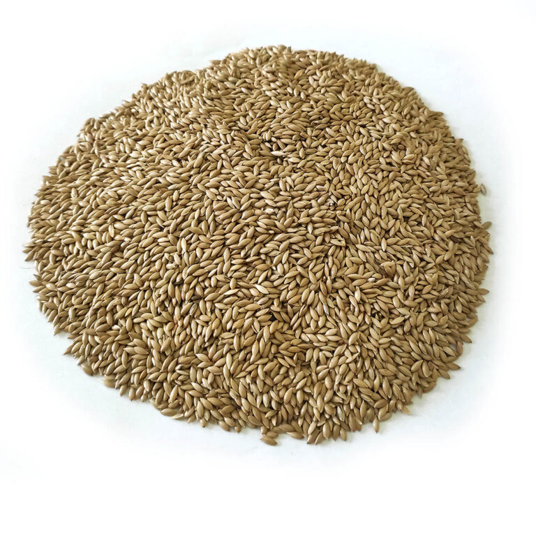 Canary Seed (cy)