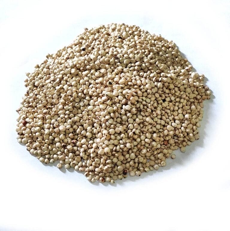 White Sorghum (cy)