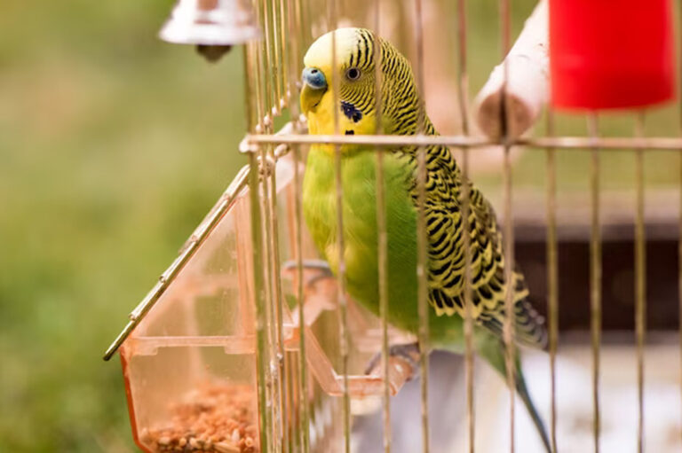 Feed for Canaries